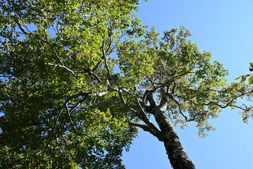 Climbing Mt. Daisen, Tottori, Japan