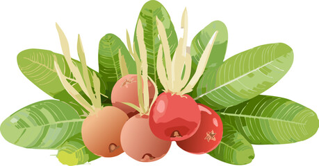 Health and Wellness Vector Pack Element: Karanda Fruit Graphic for Designing Promotional Materials Related to Immune Boosting and Herbal Remedies Found in Nature.