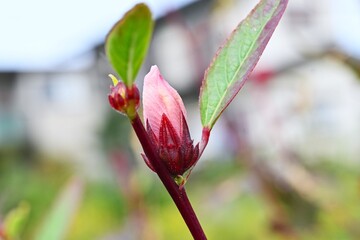 Roselle (Hibiscus sabdariffa). Malvaceae tropical shrub. After flowering, the calyx containing the fruit ripens to a red color. Can be eaten raw or as an herbal tea.