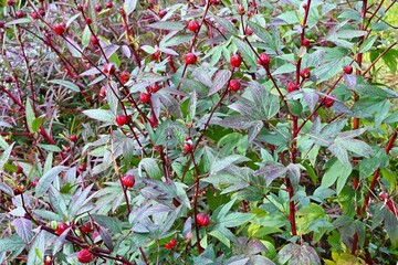 Roselle (Hibiscus sabdariffa). Malvaceae tropical shrub. After flowering, the calyx containing the fruit ripens to a red color. Can be eaten raw or as an herbal tea.