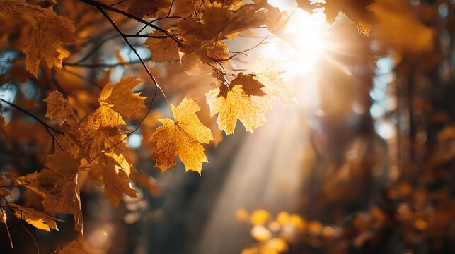 Close-up of yellow autumn leaves glowing in sunlight, warm golden backlight in forest atmosphere