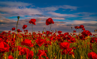 Anzac day banner. Remember for Anzac, Historic war memory. Anzac background. Poppy field,...