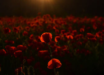 Dramatic Poppy flowers field. Anzac background. Poppy field, Remembrance day, Memorial in New...