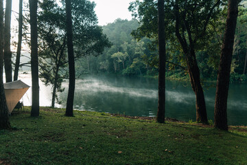 Tent camping area, pine trees by the water with morning light