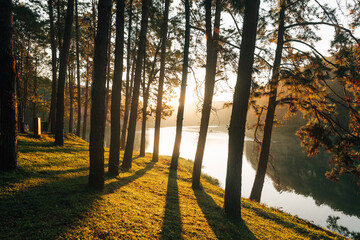 Pine tree camping area by the river with morning light