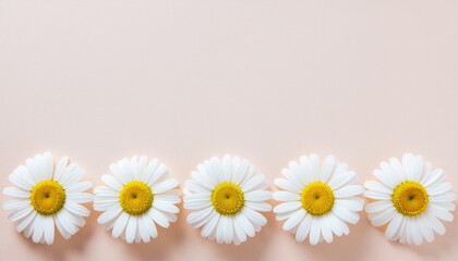Close-up macro of daisies and camomile flowers with yellow centers on a plain white background capturing summer beauty and nature