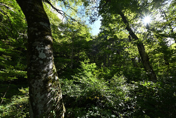 Climbing Mt. Daisen, Tottori, Japan