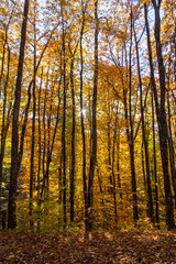 Autumn forest trees, golden leaves on tall trunks, sunlight streaming through vibrant canopy.