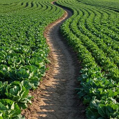 A winding dirt path meanders through lush green rows of various fresh vegetables under natural light, emphasizing organic growth ,fresh food ,garden ,summer