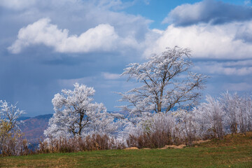 Rime Ice Forest on the top of Sifangding scenic attraction