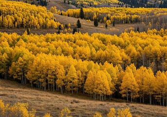 Bright yellow aspen trees blanket a gentle mountain slope under a crisp autumn sky, displaying the stunning beauty of seasonal change ,outdoors ,remote ,Aspen