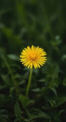 Bright yellow dandelion flower stands out in lush green lawn, highlighting nature's persistent beauty and common wild growth ,vibrant ,field ,macro