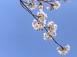 ソメイヨシノ桜4ー761