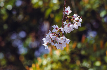 ソメイヨシノ桜4ー811