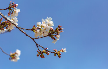 ソメイヨシノ桜4ー801