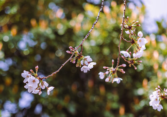 ソメイヨシノ桜4ー741