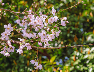 ソメイヨシノ桜4ー71