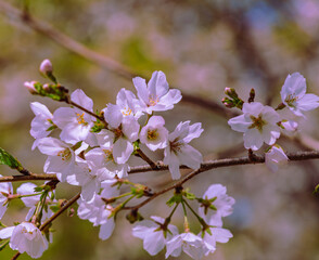 ソメイヨシノ桜4ー41