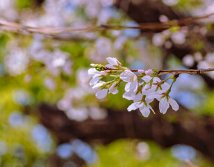 ソメイヨシノ桜4ー45