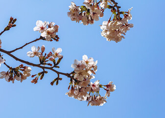 ソメイヨシノ桜4ー22