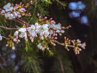 ソメイヨシノ桜4ー13