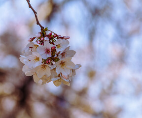 ソメイヨシノ桜4ー9