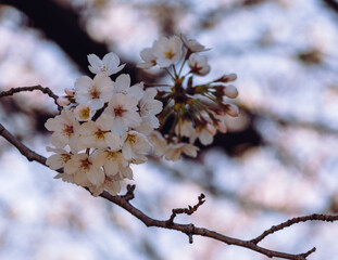 ソメイヨシノ桜4ー6