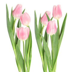 stunning photographic arrangement featuring six vibrant pink tulip flowers grouped closely with lush green stems and foliage, isolated cleanly on a solid transparent background.