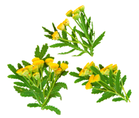 studio photograph of three distinct clumps of common tansy (tanacetum vulgare) displaying bright yellow flowers and finely cut green leaves, isolated cleanly on transparent background.