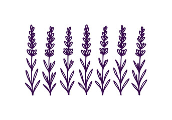 Lavender hand drawn simple sketch vector illustration