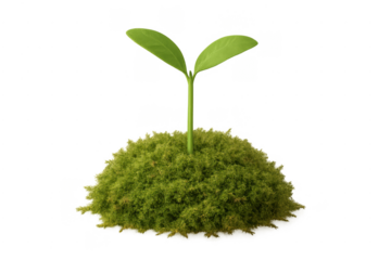 Seedling plant growing from moss creating new life concept