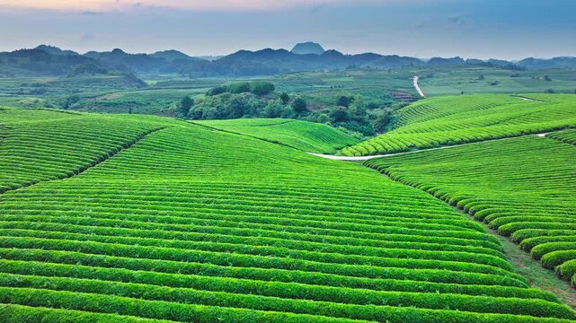 Aerial shot of a beautiful green tea plantation covering rolling hills with mountain natural landscape in the countryside at dusk