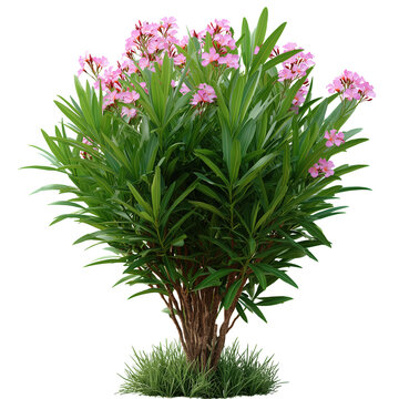 Blooming Nerium Oleander with green leaves and pink flowers