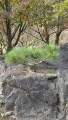 Pine Tree Growing in a Rocky Crevice at Suta Temple Oxygen Path, Hongcheon