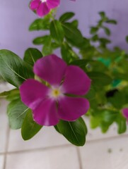 pink hydrangea flower