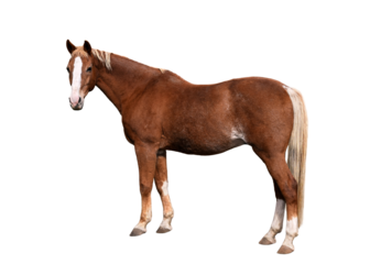 Full-size brown horse with a white marking along the nose and front of the face standing and turning its head toward the camera, isolated on a transparent background