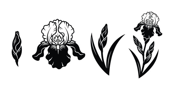 Set of iris flower black and white illustrations showing blossom from bud to fully opened flower with separate elements
