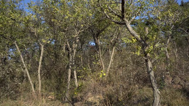 In the locust grove in late autumn, a few wild chrysanthemums bloomed under the trees, and clusters of small yellow chrysanthemums dotted the withered grass.