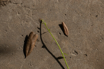 Top-down view of a small green sprout next to fallen dry leaves on old concrete ground