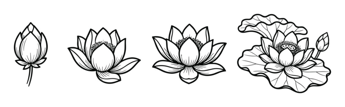 Set of lotus flower outline illustration, blooming lotus bud line art graphic design