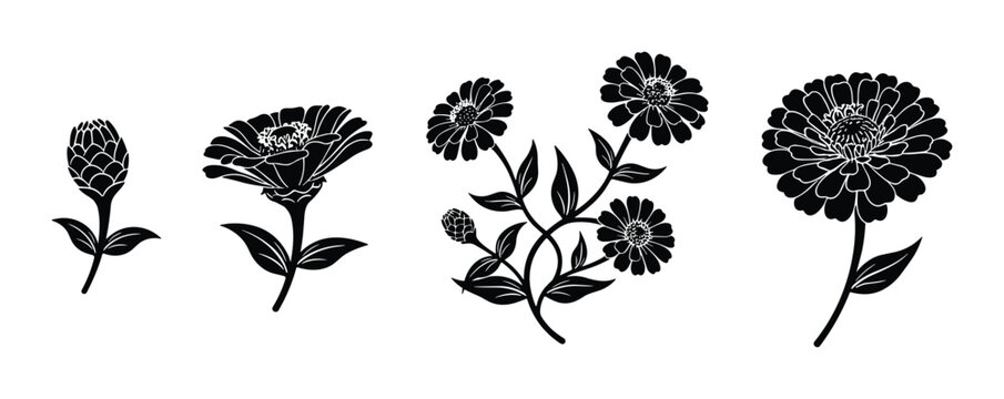 Set of zinnia flower silhouettes illustrating different stages of bloom isolated on white background