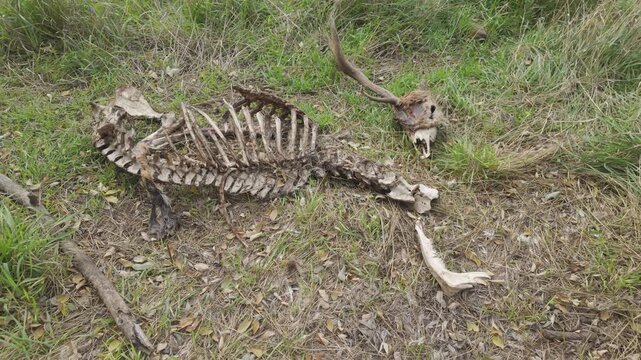 Decaying deer carcass lies in autumn forest steppe. Close-up of Red deer stag skeleton on grass. Top view of dead body of male deer. Animal remains of deer on ground. Insufficient food leads to death