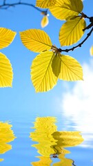 Obraz premium Bright yellow leaves against a blue sky reflected in gently rippling water