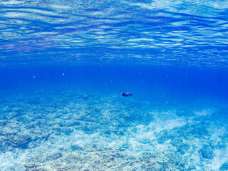 ゴマモンガラ, Titan triggerfish, Balistoides viridescens,...