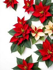 Elegant poinsettias with deep green leaves and subtle gold accents on a white background,  holiday border,  elegance