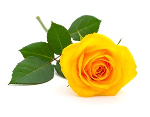 Bright yellow rose with green stem and leaves isolated against white background