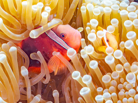 くりの実」の写真素材 | 15,960件の無料イラスト画像 | Adobe Stock