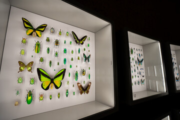 Close up of butterfly and insect specimens in display case. © Erman Gunes