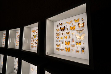 Close up of butterfly and insect specimens in display case.