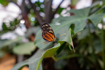 View of the butterfly garden at the Insectarium.
